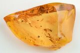 Four Fossil Flies (Diptera) In Baltic Amber #200151-5